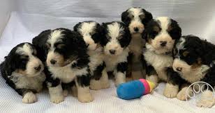 California bernedoodle puppies for sale are part poodle and just like that breed, they come in a range of sizes, from tiny to standard. Tricolor Mini Bernedoodles Bernedoodle Puppies