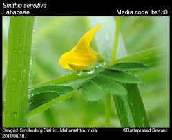 Image result for Smithia erubescens