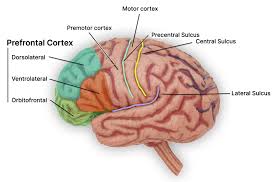 Cortex Main Interface