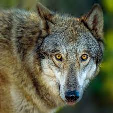 Florida Shy Wolf Sanctuary Wolf Dog Animal Sanctuary Sanctuary