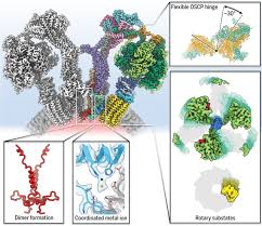 The overall reaction catalyzed by atp synthase is: Rotary Substates Of Mitochondrial Atp Synthase Reveal The Basis Of Flexible F1 Fo Coupling Science