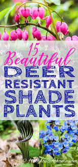 Many of these plants are toxic, have rough or bitter foliage, or a strong odor that repels deer. Deer Resistant Shade Plants 15 Beautiful Perennials And Shrubs That Deer Hate Gardening From House To Home