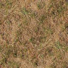 It is a floor covered with irregular stones and a thin layer of sand is covering the rocks. Dry Grass Grass Textures Sand Textures Seamless Textures