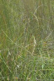 Image result for Scleria nyasensis