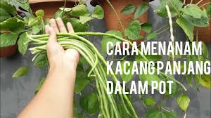 Kacang ini juga boleh ditanam di dalam pasu agar mudah. Menanam Kacang Panjang Di Pot Gantung Youtube