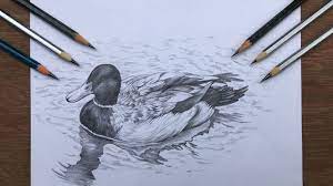 Features 9h x 18w x 8d hand cast polywood hand painted realistic glass eyes limited edition available to ship mid april in a. Duck Drawing In Pencil Pencil Shading Drawing A Duck In Water Pencil Sketch Youtube