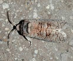 Culama Suffusca Victoria Australia Only Cossidae Victoria Australia Moth Animals