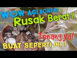 Cara Mengatasi Aglaonema Yang Sakit Aglaonema Big Roy Kakak Yang Mengenaskan Youtube Di 2020 Mawar Taman Penyakit Pertamanan