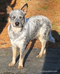 australian cattle dog breed information and pictures