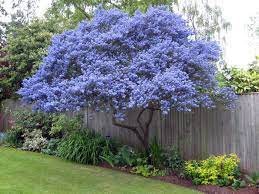 Planting Design For Borders And Beds Small Gardens Garden Trees Plants