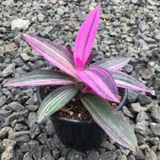 Aureovittata with longitudinal golden stripes on the foliage. Tradescantia Pallida Tricolor Setcreasea Pallida Variegata Setcreasea Purpurea Setcreasea Purpurea Variegata Plant Lust