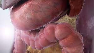 Check spelling or type a new query. Digestive System Animation Scientific Animations