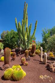 August 4 at 6:32 am ·. Cactus Garden Free Stock Photo Public Domain Pictures