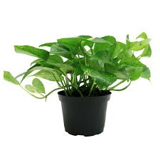 What are the shipping options for indoor plants? Costa Farms Golden Pothos 6 In Grower Pot 6goldpothos The Home Depot