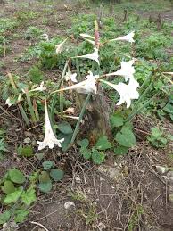 Hippeastrum Fragrantissimum Tropical Garden Tropical Region Holiday Decor