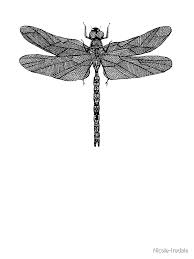 Large Dragonfly Print