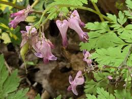 Image result for Fumariaceae