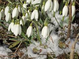 Galanthus Nivalis Common Snowdrop Baltoji Snieguolė Http Lt Wikipedia Org Wiki Baltoji Snieguolė Http En W Spring Pastels Native Plants Flowers