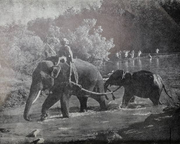 KHEDDA — CAPTURING WILD ELEPHANTS IN MYSORE | by N S Vinodh | Medium