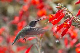 We did not find results for: Do Hummingbirds Have A Strong Dislike For Hyacinths