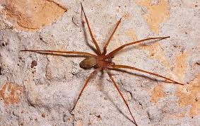 Like black widows, only the female redback is considered worthy of your fear. Avoiding The Painful Dangerous Brown Recluse Bite In East Texas