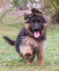 German shepherd dogs are poignant and devoted, making wonderful companions and ideal watchdogs. Ruskin House Of Shepherds Akc Registered German Shepherd Breeders In Florida