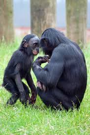 Bonobo Dsc 4136 Baby Animals Funny Animals Cute Animals