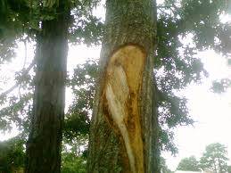 What should i use to fill the checks that will both look the same as the piece and not finish differently if i use oil? Repairing Damaged Tree Bark Cape Cod Tree Service