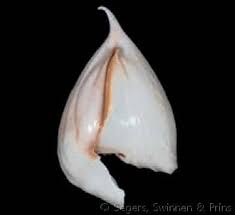 Image result for Isoglossa vulcanicola