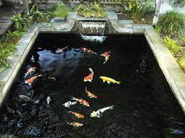 As an authorised master dealer, they have a working synergy 35 drum combi on their display pond, together with a comprehensive range of our products. How Many Koi Can I Have In A Pond Pond Trade Magazine