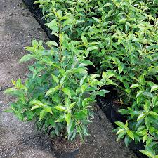 Kirschlorbeer sind im allgemeinen gesunde pflanzen, können aber manchmal pilzkrankheiten entwickeln. Portugiesischer Kirschlorbeer Hecke Gartencenter Bartels 11 90