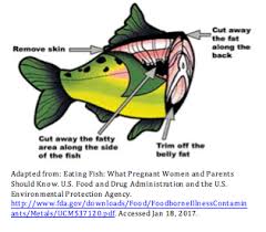 Seafood Consumption During Pregnancy And Breastfeeding