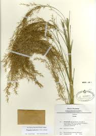 Image result for Phragmites karka