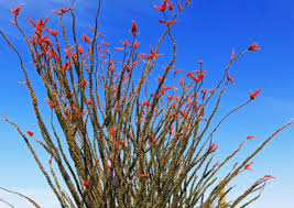 Image result for Fouquieria