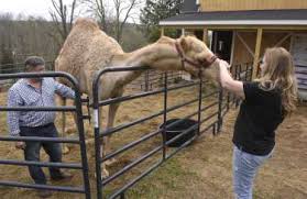 He's the clark in clark and miller, a website that focuses on giving learners a deeper understanding of how english works through online courses and a blog that often features giraffes. Ridgefield Couple Introduces Camel To The Neighborhood