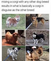 Twenty Seven Pupular Doggo Memes Cute Animals Cute Animal Memes Cute Baby Animals