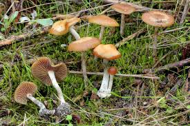 Royal botanic garden, edinburgh, scotland. Psilocybe Cyanescens Wikipedia
