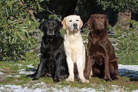 Charakter und wesen des labradors. Labrador Retriever Charakter Haltung Pflege Zooplus