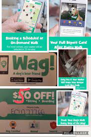 Wag Is A Dog Walking App Where You Can Book On Demand Or Scheduled Walks For Your Dog We Used It For Our Do Dog Best Friend Can Dogs Eat Blueberries