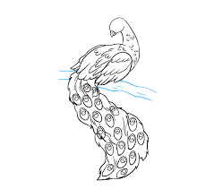 How to draw a peach in 3 option will be described here! How To Draw A Peacock In A Few Easy Steps Easy Drawing Guides