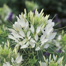We work every day to bring some modern fresh designs, but always thinking about comfort, simplicity of wearing and tanning. Rhs Cleome Helen Campbell Seeds From Mr Fothergills Seeds