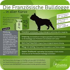 Start | französische bulldoggen von den couchgoblins. Franzosische Bulldogge Kampfhund Als Beliebtes Familienmitglied Mydog365 Magazin