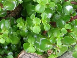 Image result for Portulaca centrali-africana