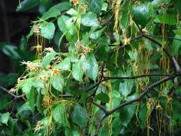 Image result for Strophanthus kombe