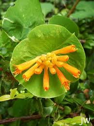Image result for Lonicera confusa