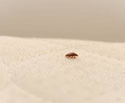 Image result for bed bugs