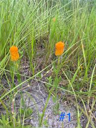 Image result for Lobelia livingstoniana