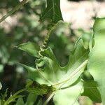 Image result for Coccinia sessilifolia