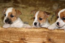Jack russell terriers benefit from swift walks. Jack Russell Terrier Puppies Everything You Need To Know The Dog People By Rover Com
