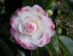 Photo Of Camellia Camellia Japonica Kitty Uploaded By Geno Beautiful Pink Flowers Pretty Flowers Rare Flowers